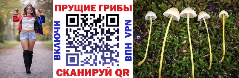 Псилоцибиновые грибы GOLDEN TEACHER  Новосиль 